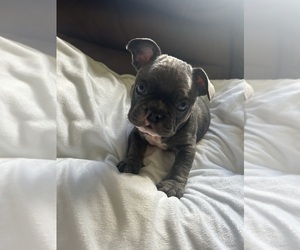 French Bulldog Puppy for Sale in ALBANY, New York USA