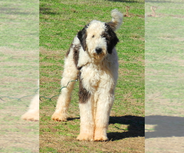 Medium Photo #1 Sheepadoodle Puppy For Sale in ASPERMONT, TX, USA