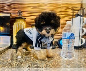 Miniature Australian Shepherd-Poodle (Toy) Mix Puppy for sale in LAWRENCE, KS, USA