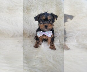 Yorkshire Terrier Puppy for sale in INDIANAPOLIS, IN, USA