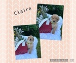 Puppy Claire Goldendoodle