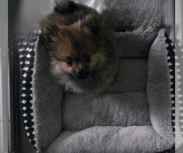 Medium Photo #3 Pomeranian Puppy For Sale in ASHEBORO, NC, USA