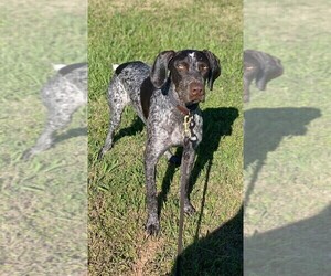 Father of the German Shorthaired Pointer puppies born on 12/21/2022
