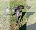 Small Photo #1 German Shorthaired Pointer Puppy For Sale in HOUSTON, TX, USA