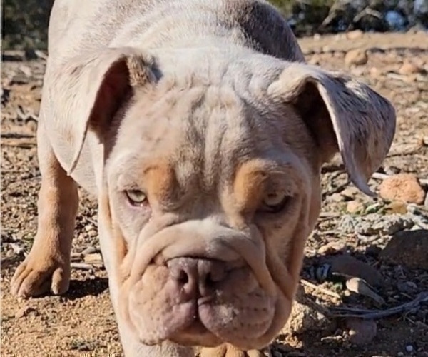 Medium Photo #8 English Bulldog Puppy For Sale in HESPERIA, CA, USA