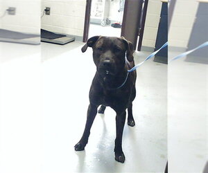 Mutt Dogs for adoption in Fayetteville, NC, USA