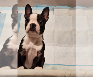Boston Terrier Puppy for sale in BORING, OR, USA