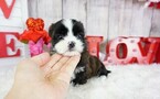 Small Photo #7 Shih Tzu Puppy For Sale in FULLERTON, CA, USA