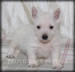 Small #9 West Highland White Terrier