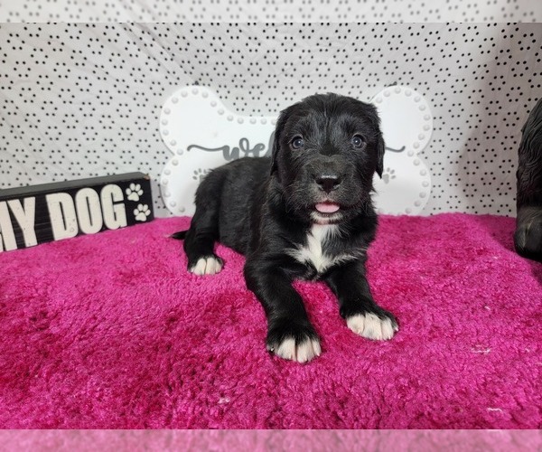 Medium Photo #78 Golden Mountain Dog Puppy For Sale in BLACK FOREST, CO, USA