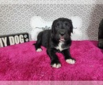Small Photo #78 Golden Mountain Dog Puppy For Sale in BLACK FOREST, CO, USA