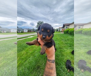Rottweiler Puppy for Sale in INDEPENDENCE, Ohio USA