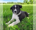 Small #3 Border Collie