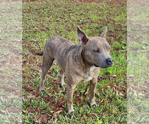 Jason - A Firecracker - Male American Pit Bull Terrier Dog for Adoption - Photo #2