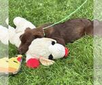 Small #1 Chocolate Labrador retriever Mix