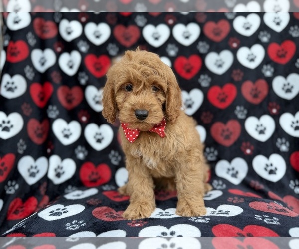 Medium Photo #2 Cock-A-Poo Puppy For Sale in LAKELAND, FL, USA