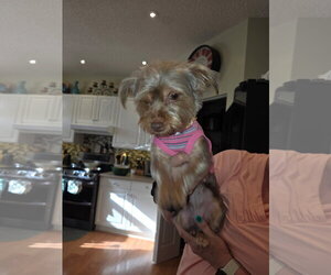 Mutt Dogs for adoption in Royal Palm Beach, FL, USA