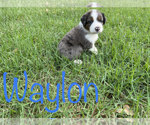 Australian Shepherd Puppy for sale in BULVERDE, TX, USA