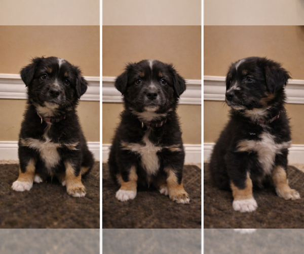 Medium Photo #4 Australian Shepherd Puppy For Sale in SAINT JOHN, IN, USA