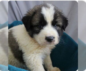 Medium Great Pyrenees Mix