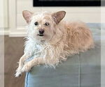 Small #2 Chihuahua Mix