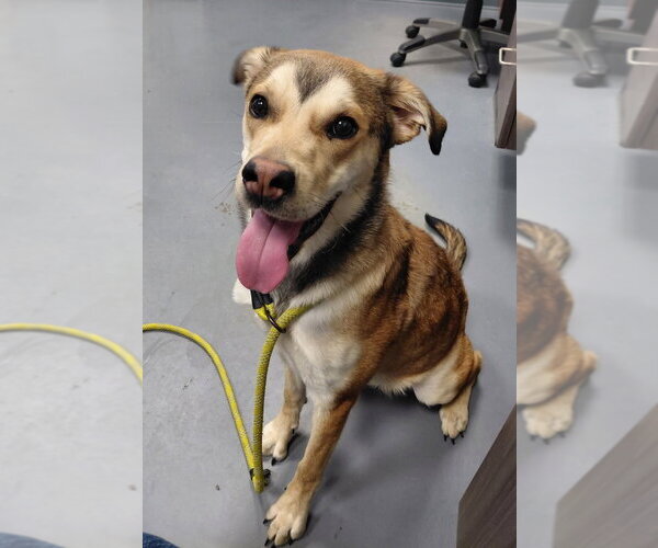 Medium Photo #2 Siberian Husky-Unknown Mix Puppy For Sale in South Bend, IN, USA