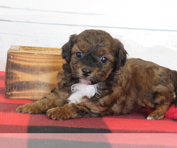 Medium Photo #2 Poodle (Toy)-Zuchon Mix Puppy For Sale in HANCOCK, MN, USA