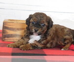 Small #1 Poodle (Toy)-Zuchon Mix