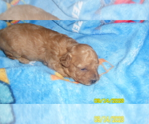 Poodle (Toy) Puppy for sale in DULUTH, GA, USA