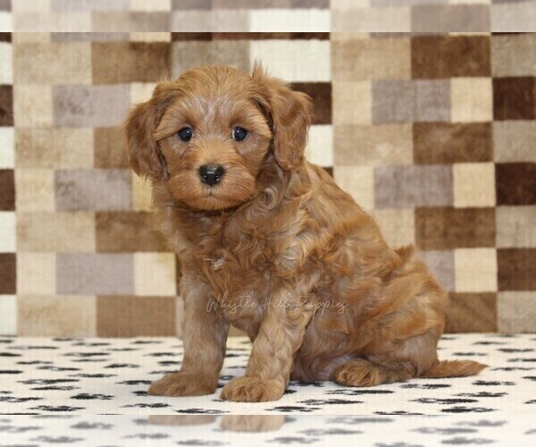 Medium Photo #4 Cavapoo (Miniature) Puppy For Sale in DENVER, PA, USA