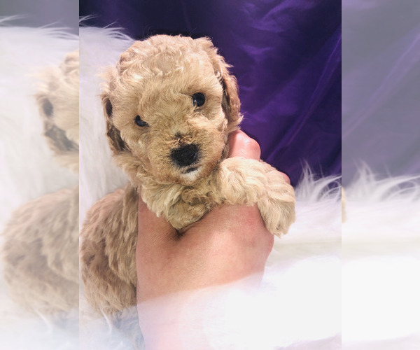 Medium Photo #4 Poodle (Toy) Puppy For Sale in CARTHAGE, MO, USA