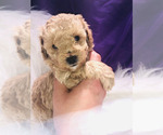 Small Photo #4 Poodle (Toy) Puppy For Sale in CARTHAGE, MO, USA