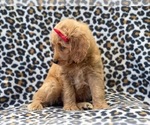 Small Photo #6 Goldendoodle (Miniature) Puppy For Sale in LAKELAND, FL, USA
