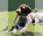Small #3 German Shorthaired Pointer