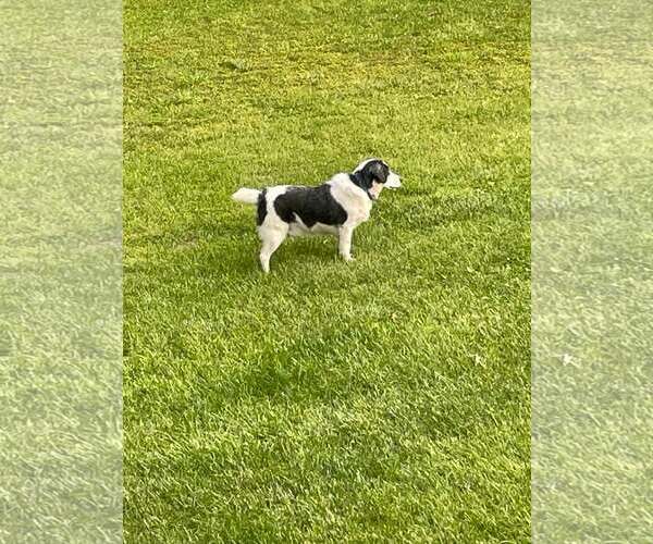 Medium Photo #4 Australian Shepherd-Unknown Mix Puppy For Sale in Hinton, WV, USA