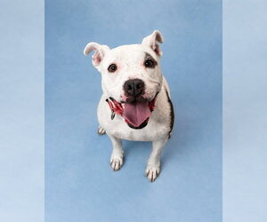 Staffordshire Bull Terrier Dogs for adoption in Westminster, MD, USA