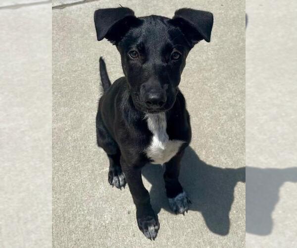Medium Photo #1 Mutt Puppy For Sale in Tulsa, OK, USA