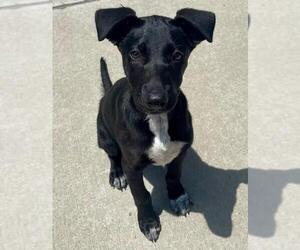 Mutt Dogs for adoption in Tulsa, OK, USA