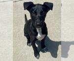Small Mutt