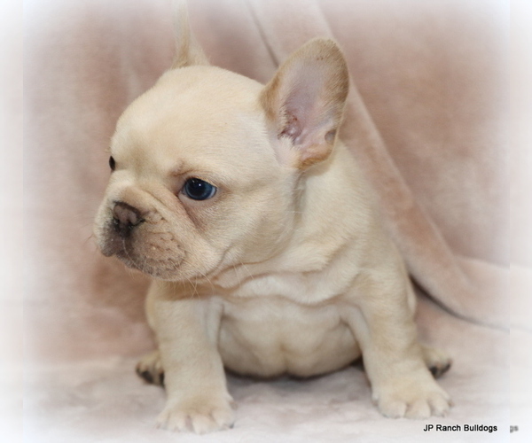 Medium Photo #14 French Bulldog Puppy For Sale in WINNSBORO, TX, USA