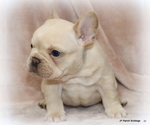 Small Photo #14 French Bulldog Puppy For Sale in WINNSBORO, TX, USA