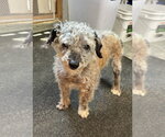 Small #3 Poodle (Miniature)