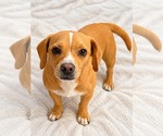 Small Photo #3 Frengle Puppy For Sale in La Verne, CA, USA