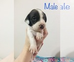 Small #5 Border Collie-German Shorthaired Pointer Mix