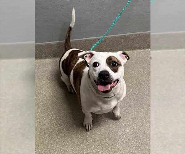 Medium Photo #1 Mutt Puppy For Sale in Las Vegas, NV, USA