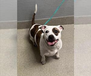 Mutt Dogs for adoption in Las Vegas, NV, USA