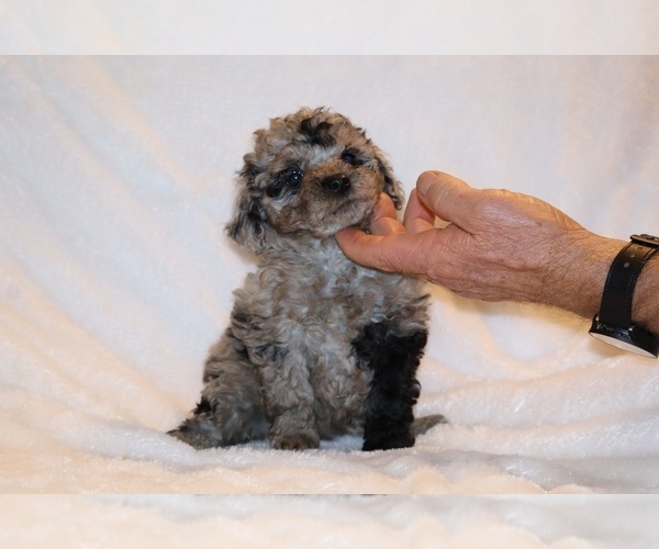 Medium Photo #8 Poodle (Toy) Puppy For Sale in DYERSBURG, TN, USA