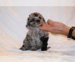 Small #7 Poodle (Toy)