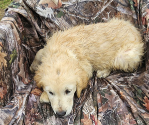 Golden Retriever Puppy for sale in ANDREAS, PA, USA