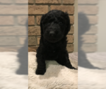 Small #8 Labradoodle-Poodle (Standard) Mix